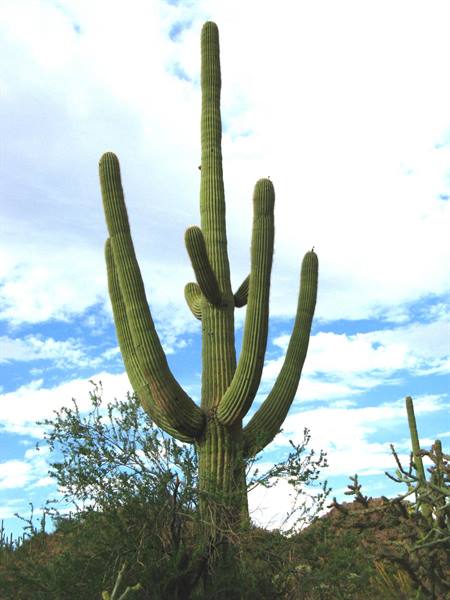 Gigantesco saguaro tra i cespugli del deserto dell'Arizona, cielo nuvoloso
