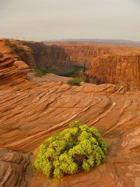 Cespuglio verde sulla roccia rossa sopra il Colorado, Glen Canyon