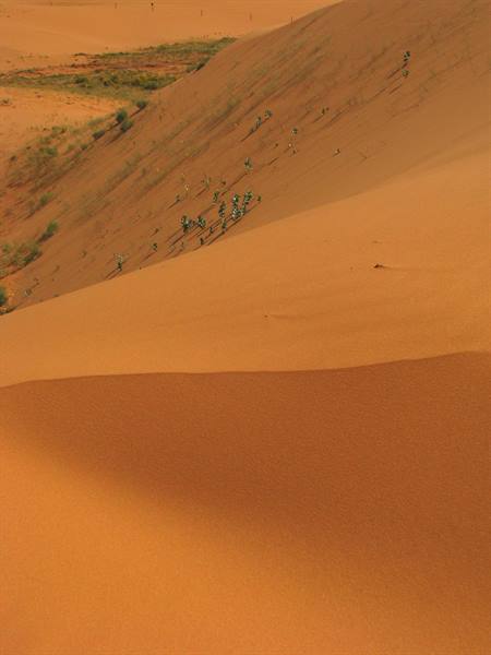 Coral Pink Sand Dunes
