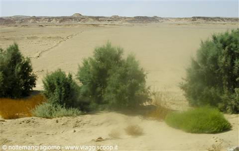 Green shrubs in desert sand, arid terrain and rocky hills in the distance