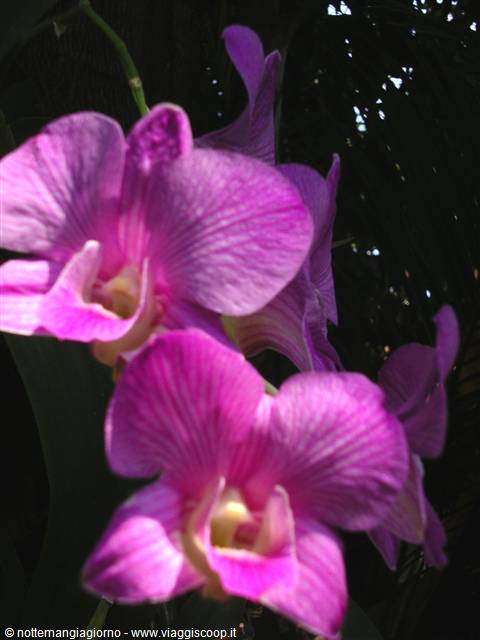 Pink-purple orchids with striped petals lit by sun among dark leaves