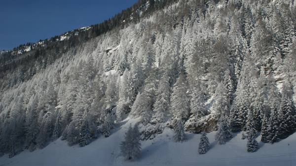 Snow-covered firs on a steep alpine slope under blue sky