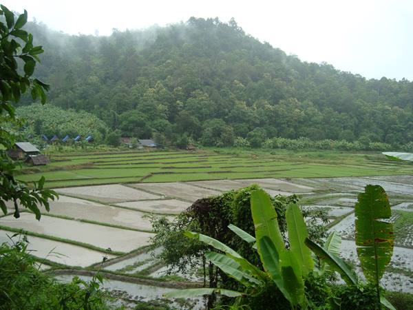 In the middle of the jungle and under the downpour...