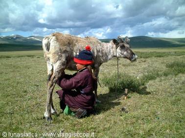 milking the reindeer