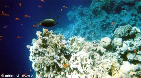 seabed at Ras Mohammed
