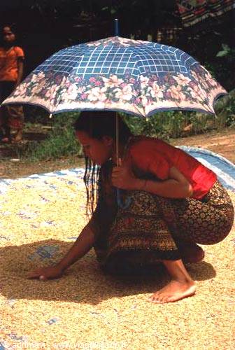 rice processing - Mekong