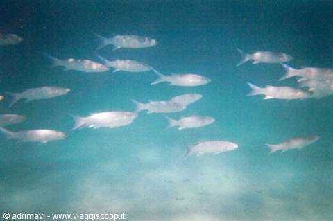 seabed - Giravaru