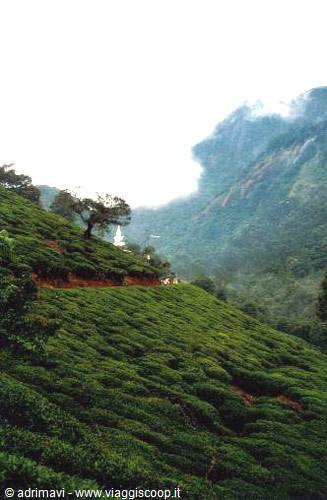 trail to Adam's Peak - tea plantations