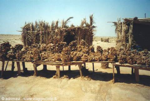 stall of desert roses