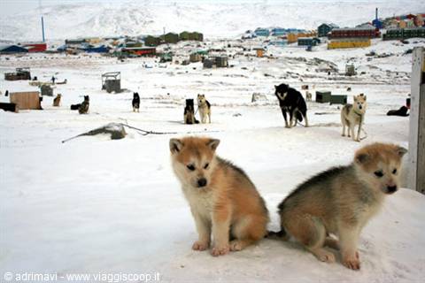 Sled dog puppies on snow, colorful village on snowy hills