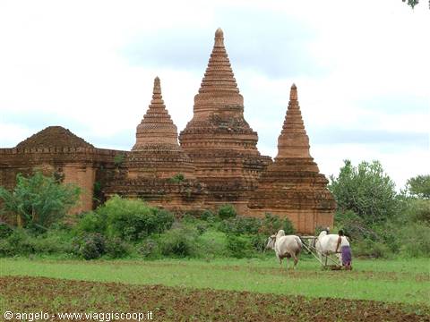 Brick pagodas in Bagan, farmer plowing with oxen in green field