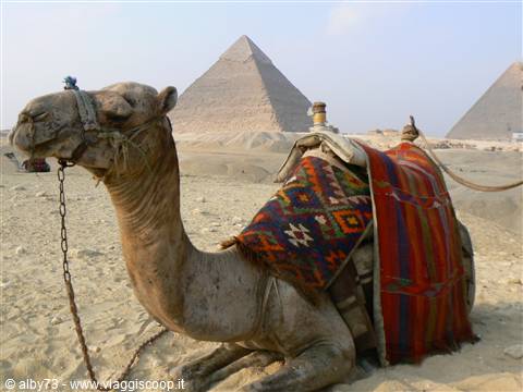 Camel with colorful saddle resting on sand, pyramids of Giza behind