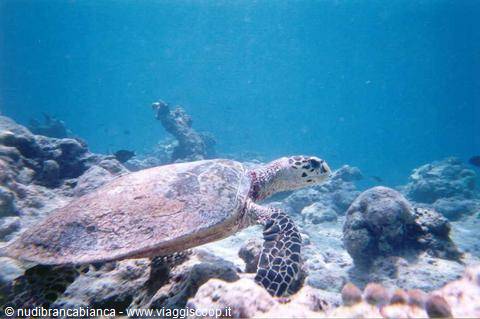 Little turtle