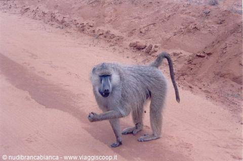 Safari Tsavo East