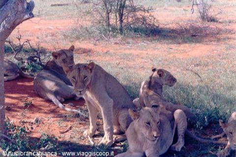 Lionesses in the cool