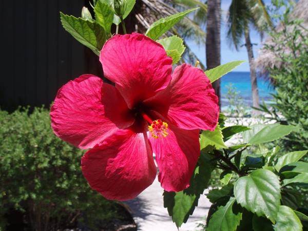 Hibiscus