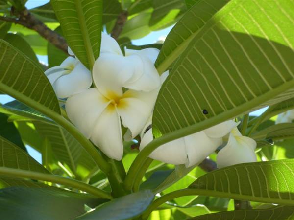 Frangipani