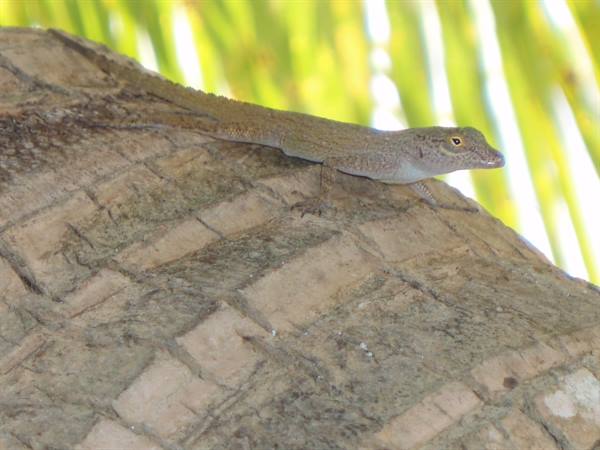 Gray lizard on palm trunk, blurred green leaves in background