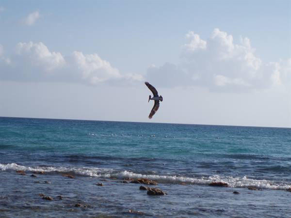 Pelican flying over waves and rocks on turquoise sea