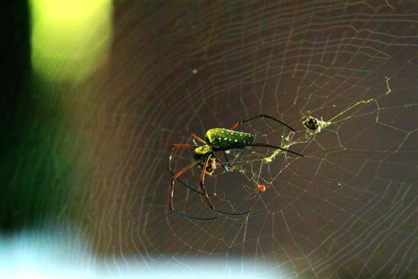 Little spider