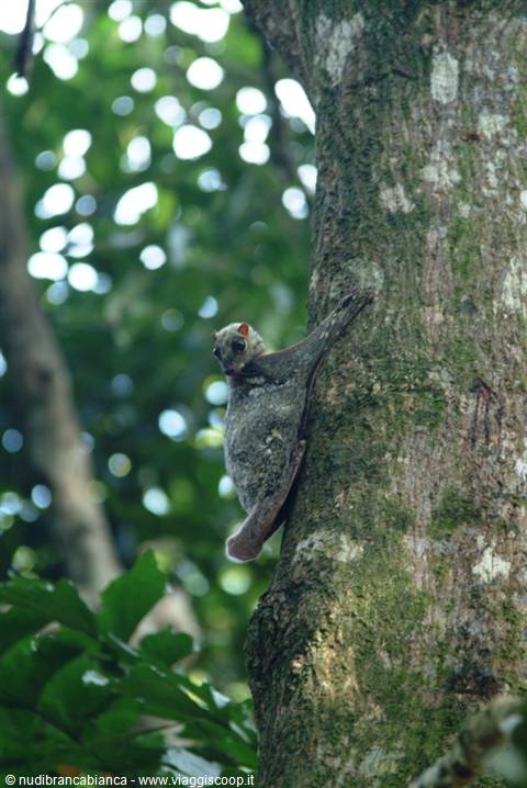 Flying Squirrel