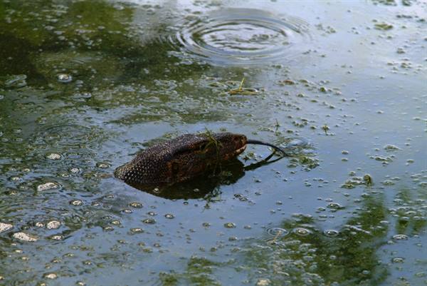 A monitor lizard in the pond.