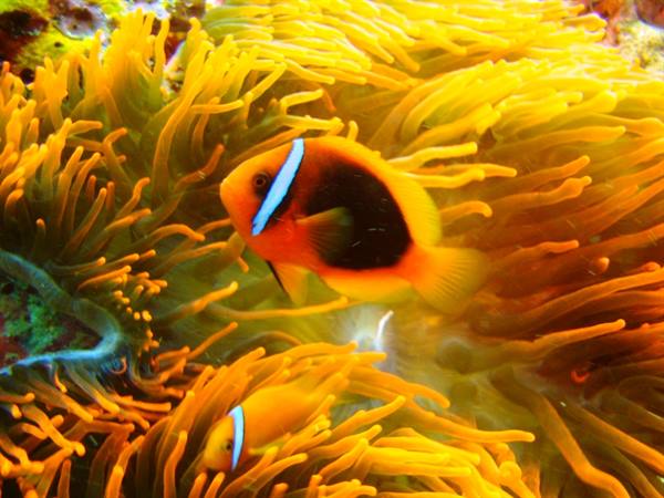 Clownfish.