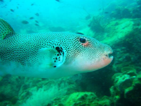 Spotted pufferfish swims among green corals in turquoise water