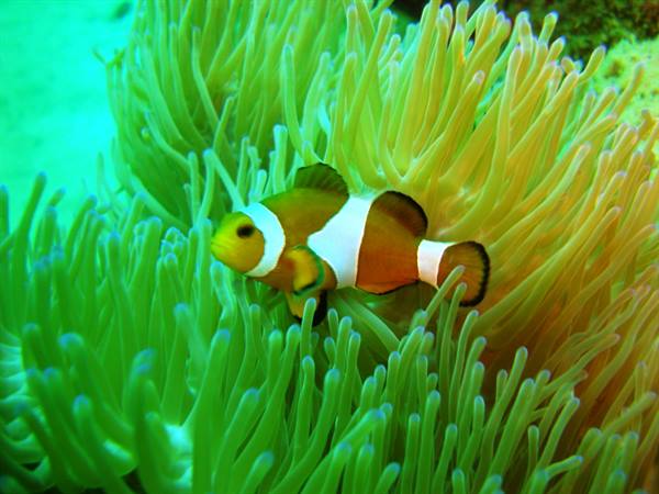 Orange and white clownfish among green sea anemone tentacles
