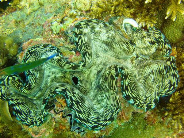Giant clam with green and blue mantle among corals, underwater