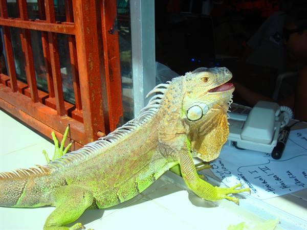 Green iguana on a counter, next to a white telephone and an orange grille