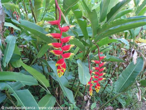 Red and yellow heliconia flowers hanging among lush green tropical leaves
