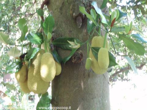 Green-yellow jackfruits hanging from the trunk among green leaves