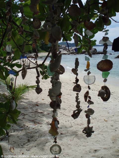 Seashells and sea glass hanging from a tree on Anse Lazio beach
