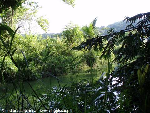 Tropical plants and palms surround a green river in the sunlight