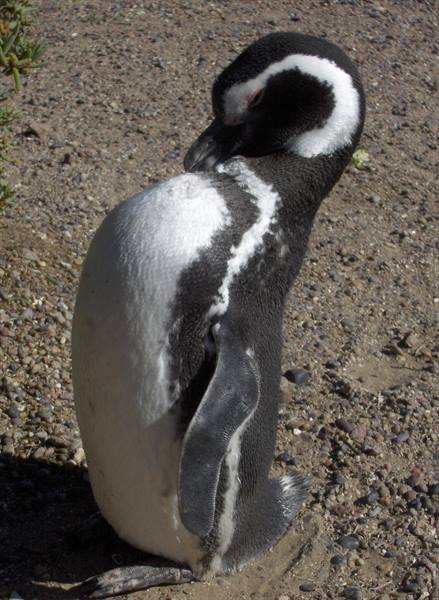 The favorite penguin