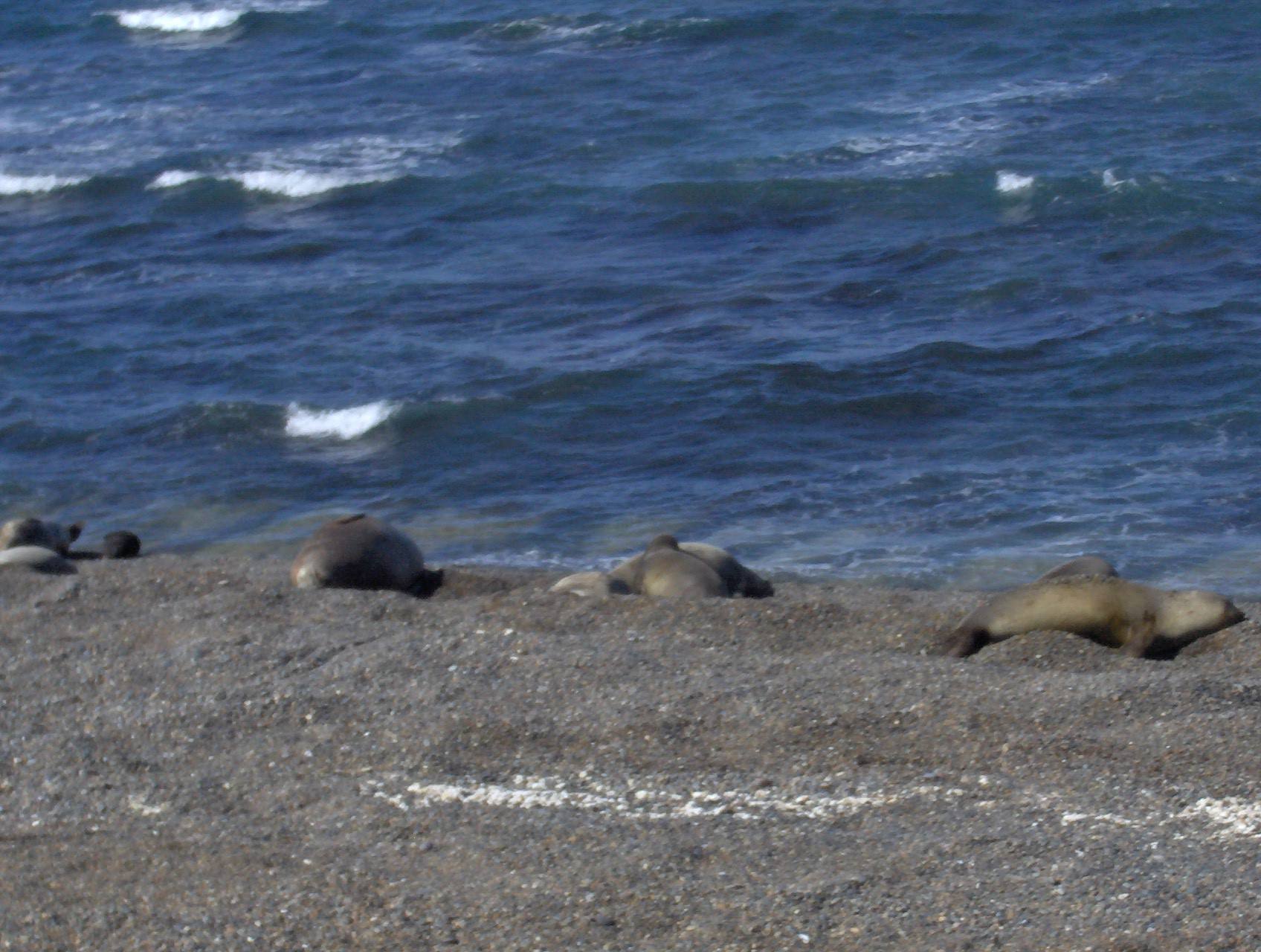 Sea Lions