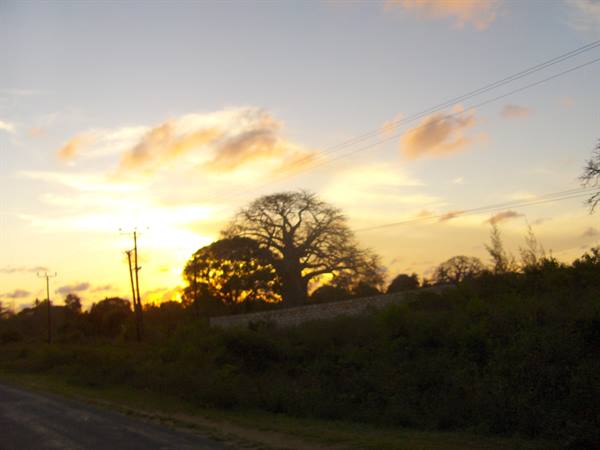 Baobab silhouetted by low sun beside the road, power lines and bushes