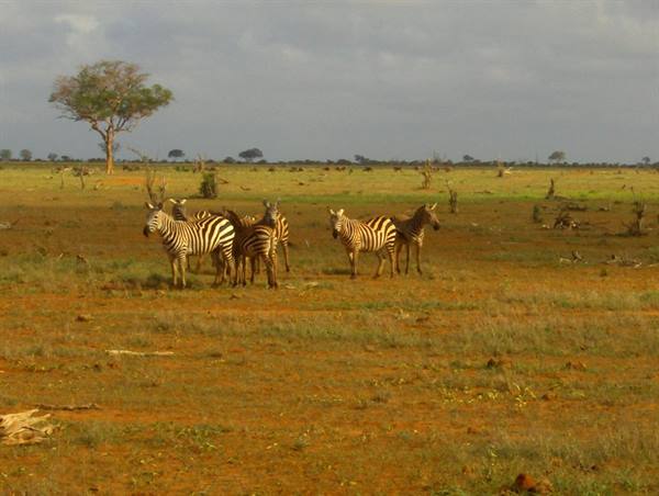Group of zebras on red savanna, lone acacia tree and cloudy sky