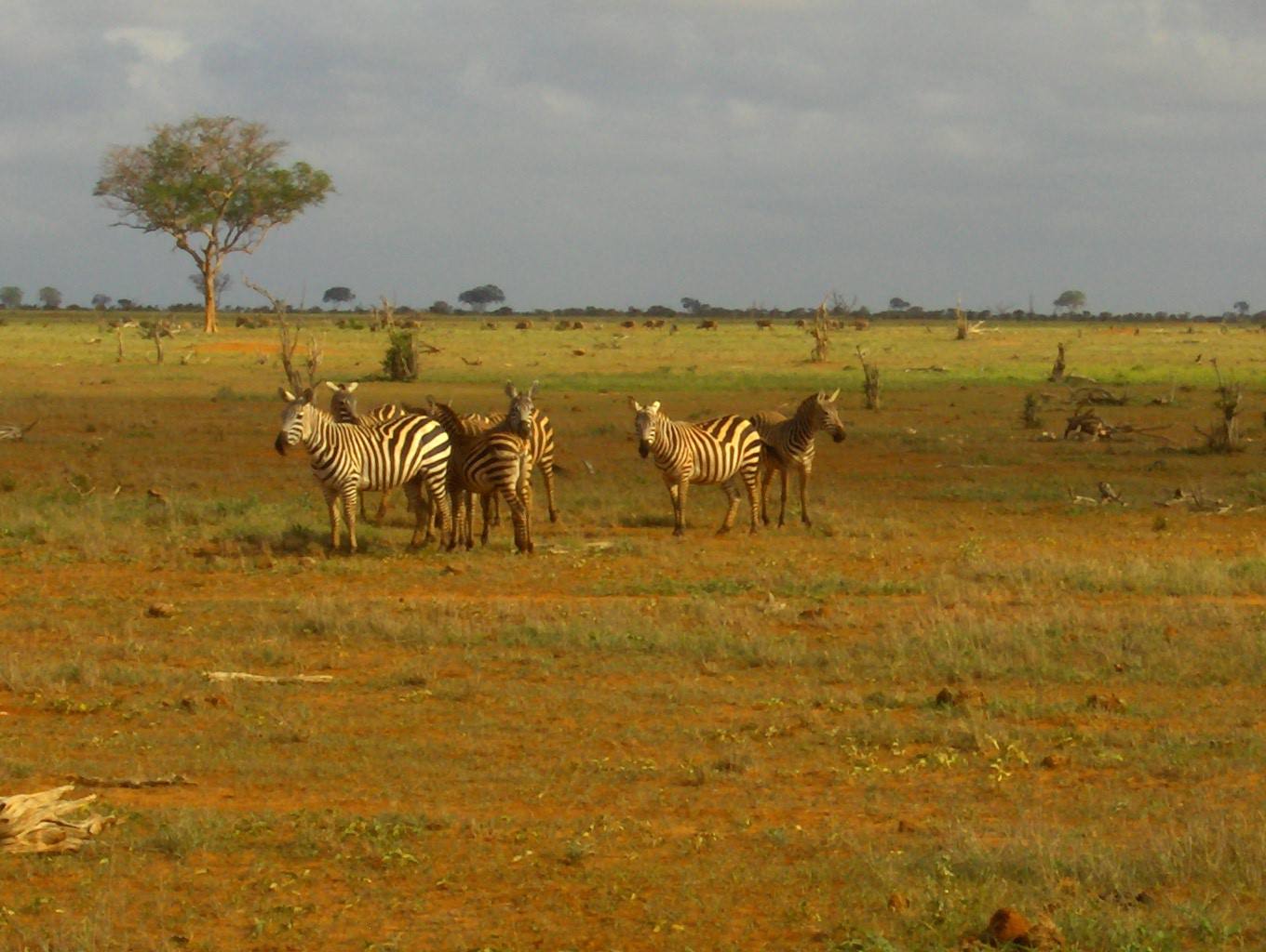 Group of zebras on red savanna, lone acacia tree and cloudy sky