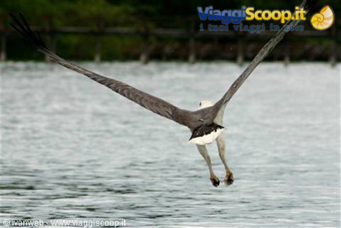 Eagle Feeding