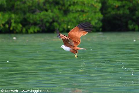 Eagle Feeding