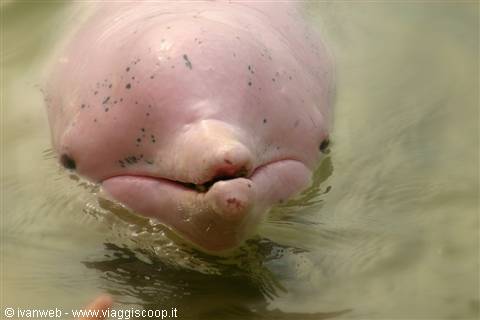 Pink dolphin