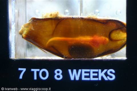 Shark embryo