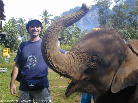 Elephant trekking