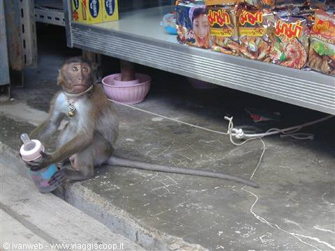 Macaque and baby bottle...
