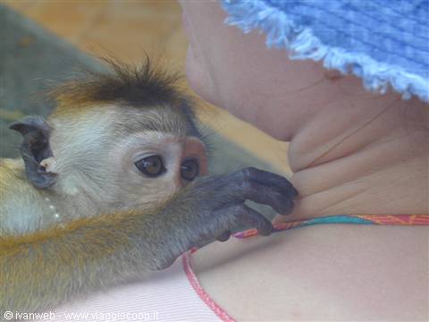 The macaque Rudi