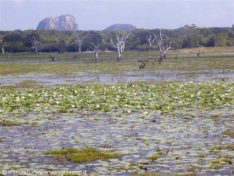 Safari in Yala National park