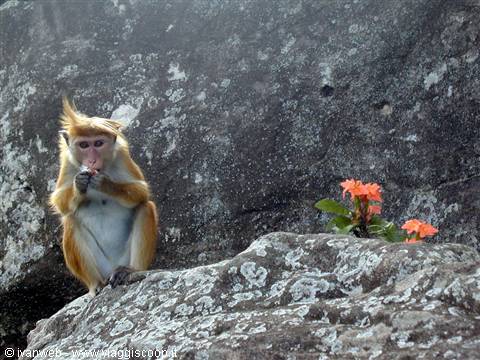 Macaque with a cap peeling a sweet