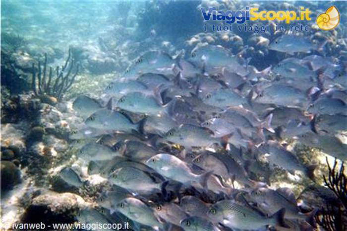 School of gray fish among corals and gorgonians in clear shallow water